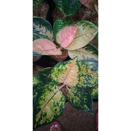 Dijual Aglaonema Sultan Brunei induk Jumbo Limited