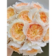 ♞,♘,♙Effie [Anak Benih Sederhana] Rose berbunga besar Austin Rose Anak pokok Bunga Mawar Potongan Bunga Renek Wangian Ri