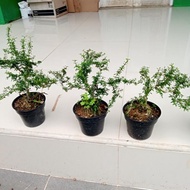 - TANAMAN BONSAY MINI | TANAMAN SERUT | TANAMAN BONSAI -