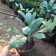 C7 pot of wooden mustard greens