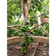 Anak Pokok Plinia X Red Hybrid PRECORE JABOTICABA 🍇 Anggur Brazil Brazilian Grape 2 tahun sudah berb