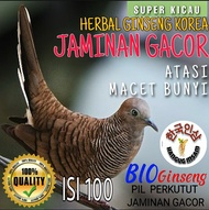 JAMU BURUNG KUTUT PENGGACOR BURUNG PERKUTUT ALAMI PECINTA BURUNG PERKUTUT SUPER KICAU