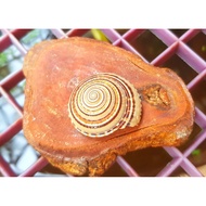 Sundial Seashells (premium Seashells)