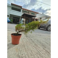 XT POKOK PODOCARPUS BONSAI BUDDHIST PINE DESIGN 造型罗汉松 Pokok Rohan Pine Feng Shui Hidup Styling Premi