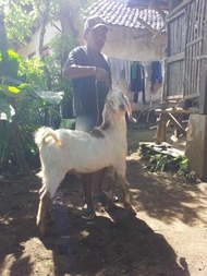 Kambing Kurban, Qurban / Akikah, Aqiqah Area Surabaya