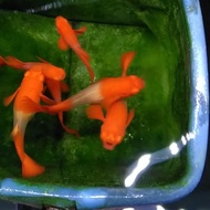 guppy albino koi red ear gen king koi terlaris