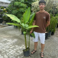 GPS Green Plant Society Live Tree Heliconia Rostrata 金鸟赫蕉 天堂鸟 5ft