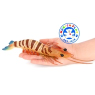 Munich Play - โมเดล Prawn กุ้ง ลายเสือ ขนาด 22.50 CM (จากหาดใหญ่)