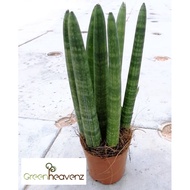 <Greenheavenz> Sansevieria Cylindrica Live Plant Rare Pokok 棒叶虎尾兰
