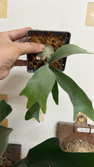 P. Bif CV. Majus Spore (Banna)側芽