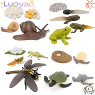 LUOYAO1 Animals Growth Cycle Early Education Life Cycle Butterfly  Model
