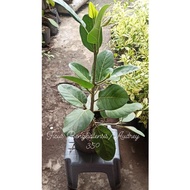 ✣℡◐Multibranch Ficus Benghalensis Audrey