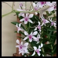 Anggrek Dendrobium Albertine Dewasa Kualitas Terjamin