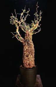 (407) 滿瘤列加氏漆樹　The elephannnt tree/ Operculicarya decaryi / 塊根植物 Caudex / 另售象牙宮、龜甲龍、念珠橄欖、橄欖樹、象足漆樹