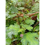 BEST PUNGPURUTAN LEAVES 50 SHEETS.