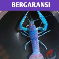 lobster hias blue alleni || lobster air tawar|| lobster hidup