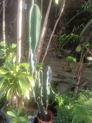 ★╮芳草園★╮－「六角柱仙人掌1」盆栽
