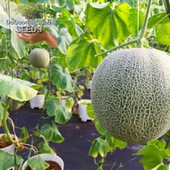 Rock Melon Seeds/Biji Benih Rock Melon