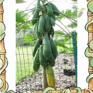 Efficient germination Biji Benih Betik Khak Dam Dwarf Papaya Seed Jenis Renek Pendek- 20 Seed