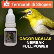 High Dose Pleci Bird Doping Makes Gacor Open the Beak and Shoot Filling