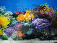 WALLPAPER BACKGROUND AQUARIUM MOTIF 8001 TINGGI 60 CM AQUASCAPE 60CM