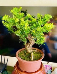 老桩 台灣金鑽  羅漢松（新芽葉子呈金黃色、高連盆52厘米，粗7厘米）