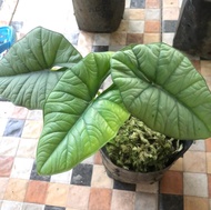 Best Sale ✅✅ RAWATAN ALOCASIA BISMA ASLI KALIMANTAN BARAT 3 DAUN