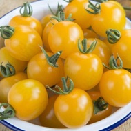 10 Pcs Cherry Tomato Kuning Yellow Cherry Tomato Ready Stock Sarawak