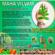 100% WORKS WITH MAHA VILVAM BY MASTER SHARAV VIRAL GOOD LUCK PLANT GOOD VIBES FROM INDIA -FENG SHUI 