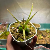 DROSERA REGIA (KING SUNDEW)