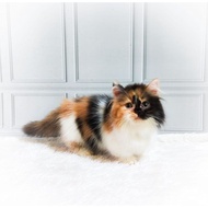 KUCING MUNCHKIN KITTEN