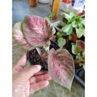 Rare Caladium/Keladi Thailand