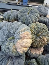 ฟักทองทองอำไพ426