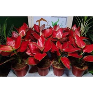 Local Stock、Spot goods۩Aglaonema Rich Red Imported  from Thailand Live Plants LUZON ONLY!