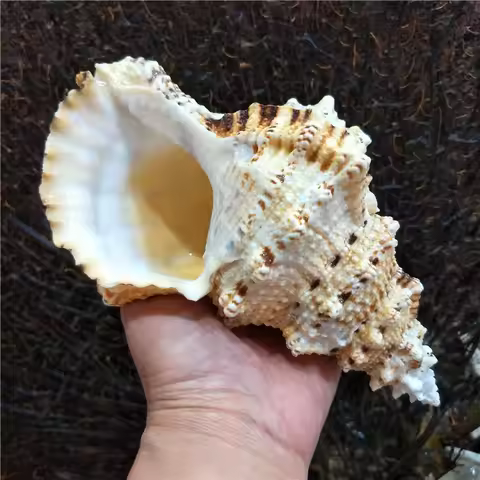 Tutufa bubo,Giant Frog Shell,Natural Conch Shell for Fish Tank, Frog Snail Landscape, Mediterranean 