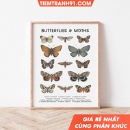 Tranh treo tường Butterfly Chart Poster Butterfly Kids Room Decor Butterfly Nursery Educational Ki