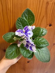 Leo-Halina Chimera African Violet Flower 「Leo-Halina」 十字花 非洲紫羅蘭