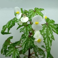 Begonia "Angel Wings" Little White Flower Foliage Viewing Indoor Green Plant Potted Plant Capitol Be