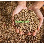 BIBIT BIJI KOPI ROBUSTA 100 BIJI | BIBIT BUAH KOPI ROBUSTA | BIBIT