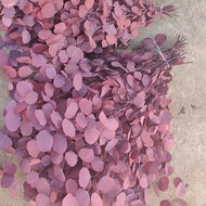 Immortal Apple Eucalyptus Round Leaf Eucalyptus Real Flower Green Plant Decorative Ornaments Nordic 