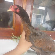 Ayam Betina Trah import Mangon Yokeree Pakai Segel Sayap cetak Jawara