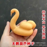 Swan Gourd Seeds Wine Gourd Seeds Ornamental Gourd Seeds Wenwan Ornaments Gourd Seeds Ornamental Gou