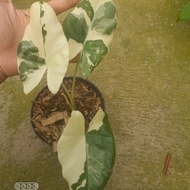 alocasia sente varigata