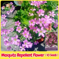 เมล็ดพันธุ์ ดอกไม้ไล่ยุง บรรจุ 10 เมล็ด Mosquito Repellent Flower Seeds Mozzie Buster Plant Herbs Se