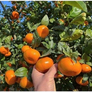 COD Bibit Tanaman Buah Jeruk Mandarin/Jeruk Mini/Jeruk Cina/Bibit Buah