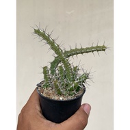 Euphorbia marsabitensis
