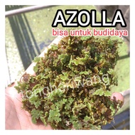 bibit rumput azolla 1kg benih tanaman paku air