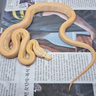 retic tiger albino lavender