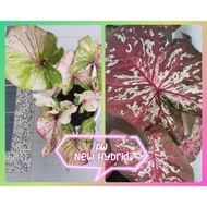 SALE~Biji Benih Keladi Hybrid