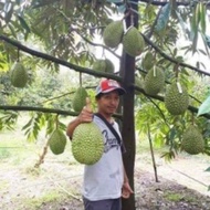 Pokok Durian Musang King&Baja Dolmite